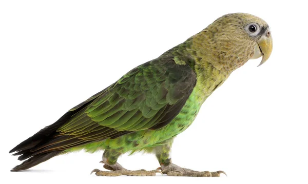 Cape Parrot, Poicephalus robustus, 1 año de edad, delante de blanco —  Fotos de Stock