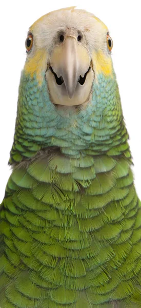 Close-up of Yellow-shouldered Amazon, Amazona barbadensis, in fr — Stock Photo, Image