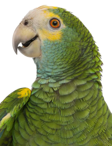 Närbild av gulaxlad Amazon, Amazona barbadensis, i fr — Stockfoto