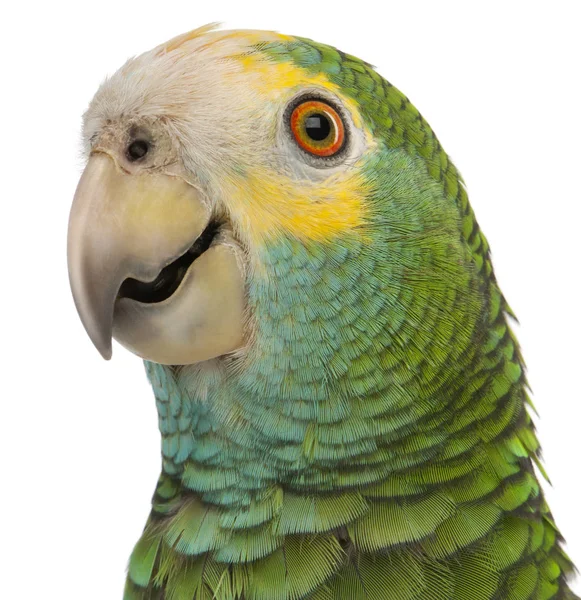 Close-up of Yellow-shouldered Amazon, Amazona barbadensis, in fr — Stock Photo, Image
