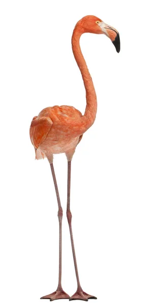 American Flamingo, Phoenicopterus ruber, 10 years old, standing — Stock Photo, Image