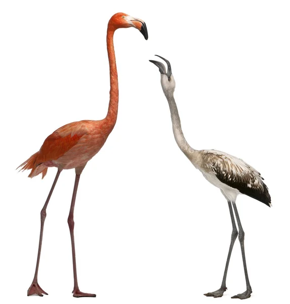 American Flamingo, Phoenicopterus ruber, 10 años, and Great —  Fotos de Stock