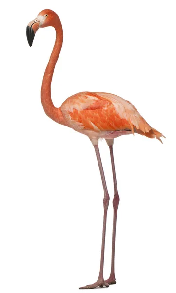 American Flamingo, Phoenicopterus ruber, 10 yaşında, ayakta. — Stok fotoğraf