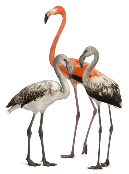 Μεγαλύτερη Flamingo, Phoenicopterus roseus, 8 μηνών, και Ameri — Φωτογραφία Αρχείου