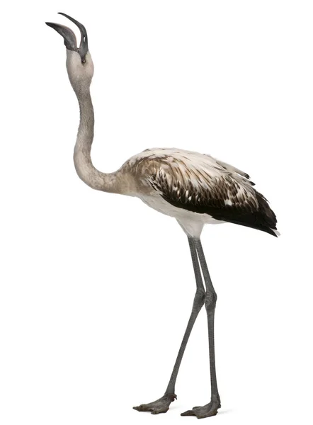 Greater Flamingo, Phoenicopterus roseus, 8 months old, in front — Stock Photo, Image