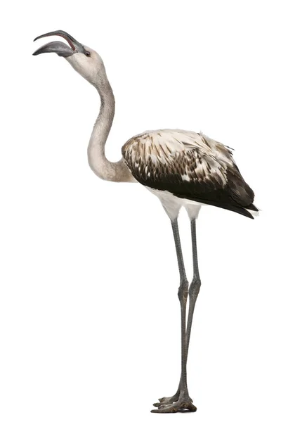 Μεγαλύτερη Flamingo, Phoenicopterus roseus, 8 μηνών, στέκεται — Φωτογραφία Αρχείου