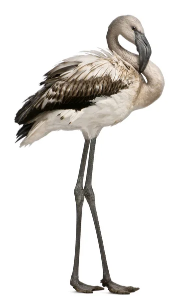 Flamingo większe, Fenicopterus roseus, 8 miesięcy, na nogach — Zdjęcie stockowe