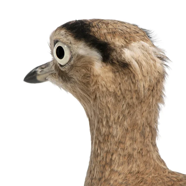 Close-up of Peruvian Thick-knee, Burhinus superciliaris, 3 years — Stock Photo, Image