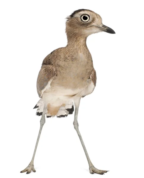 Περουβιανό παχύ γόνατο, Burhinus superciliaris, 3 ετών, σε fro — Φωτογραφία Αρχείου