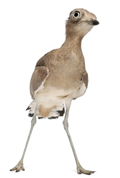 Peruvian Thick-knee, Burhinus superciliaris, 3 años, in fro —  Fotos de Stock