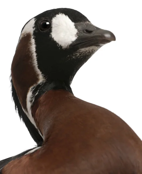 Close-up of Red-breasted Goose, Branta ruficollis, 4 years old, — Stock Photo, Image