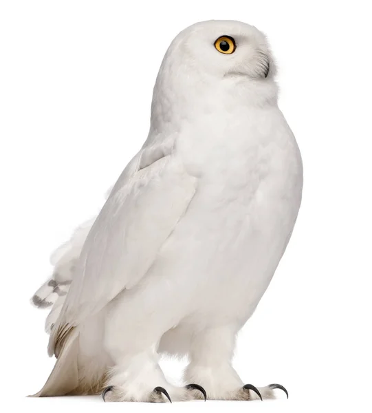 Masculino Snowy Owl, Bubo scandiacus, 8 anos, na frente do branco — Fotografia de Stock