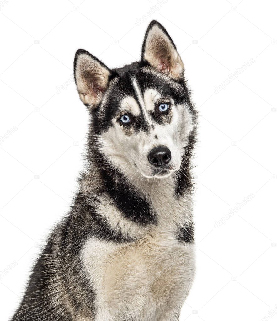 Portrait of a Siberian Husky, isolated on white