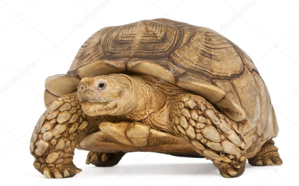 African Spurred Tortoise, Geochelone sulcata, in front of white 