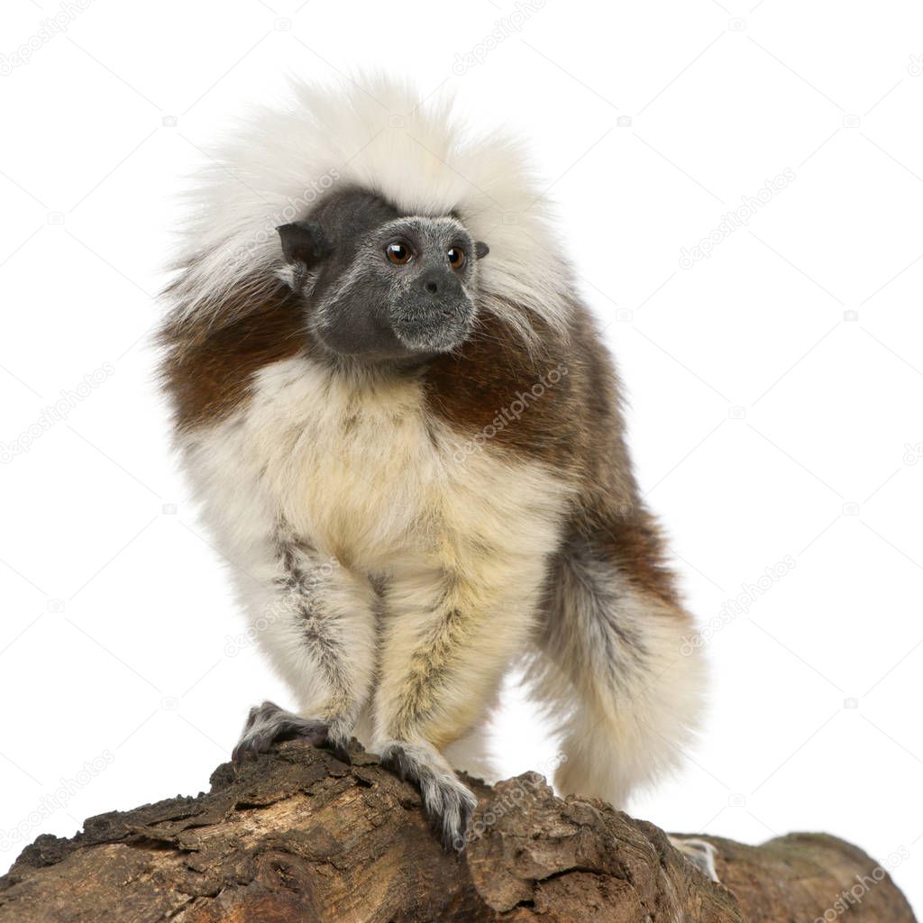 Cottontop Tamarin, Saguinus oedipus, standing on log in front of