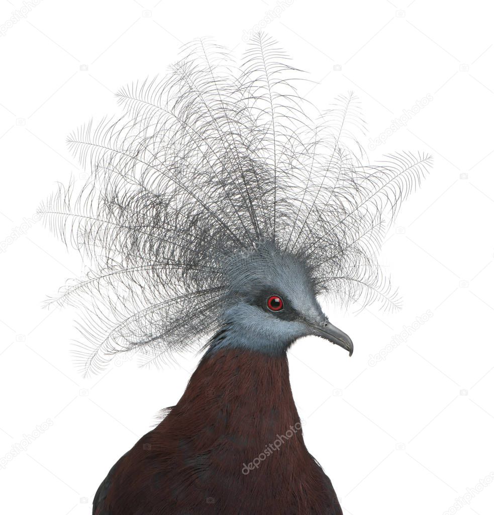Southern Crowned Pigeon, Goura scheepmakeri, in front of white b