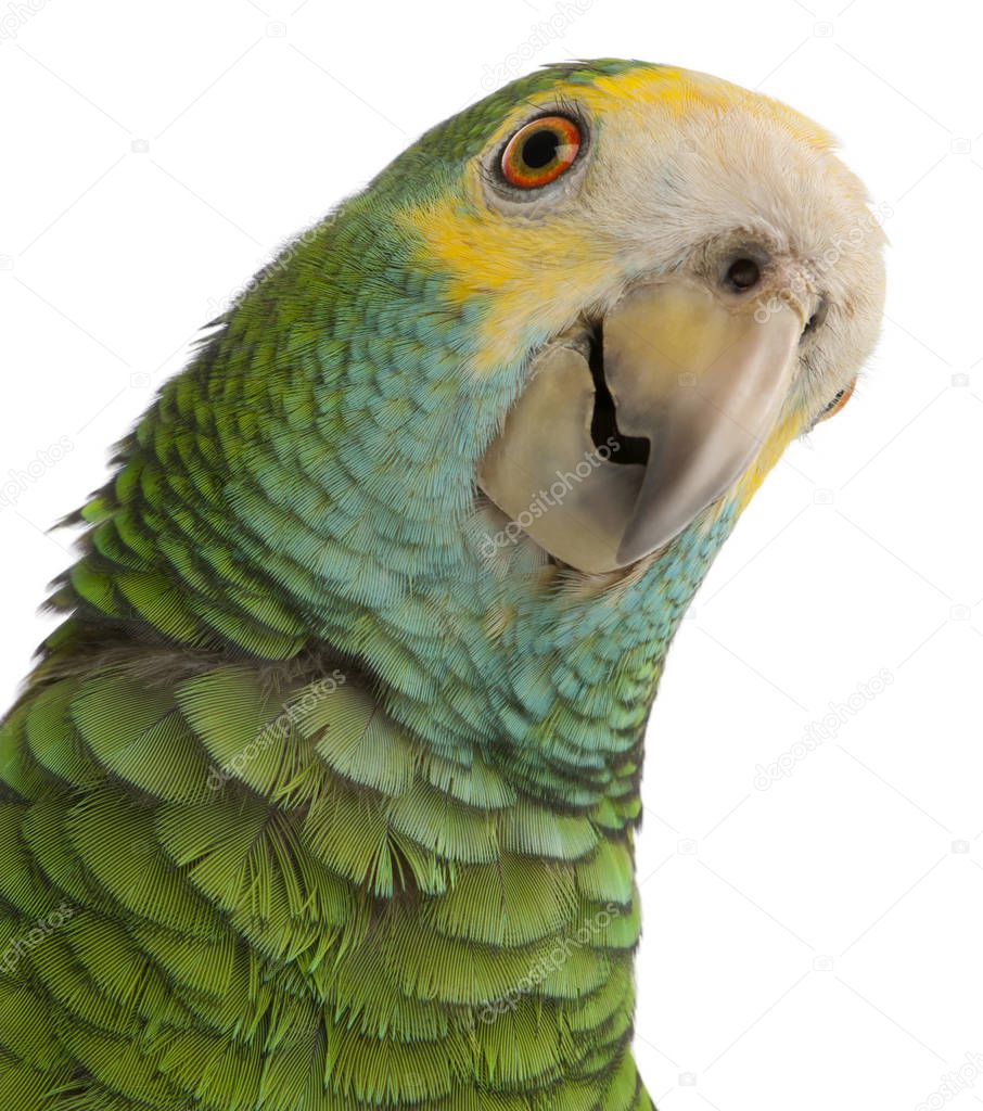 Close-up of Yellow-shouldered Amazon, Amazona barbadensis, in fr