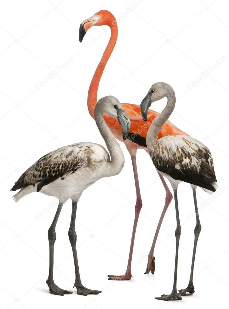 Greater Flamingo, Phoenicopterus roseus, 8 months old, and Ameri