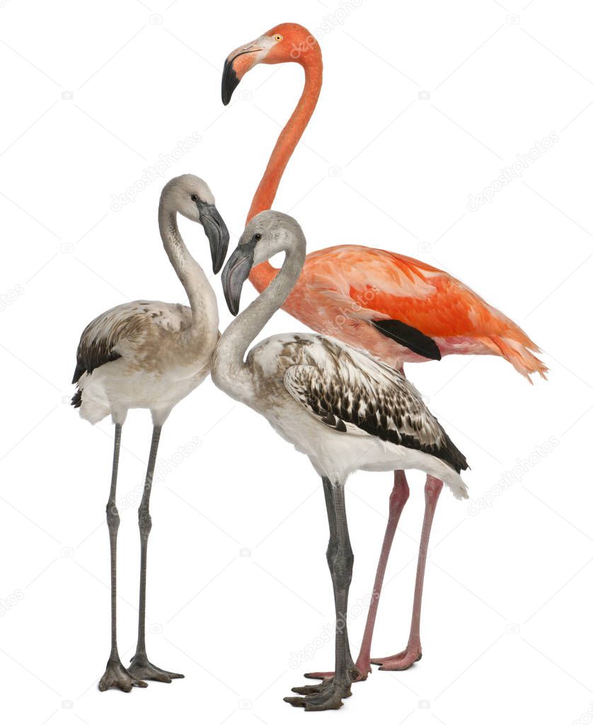 Greater Flamingo, Phoenicopterus roseus, 8 months old, and Ameri