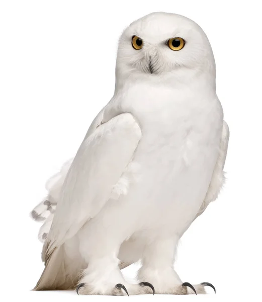 Maschio Gufo delle nevi, Bubo scandiacus, 8 anni, davanti al bianco — Foto Stock