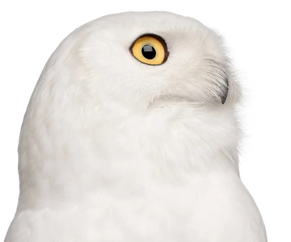 Närbild av Man Snöuggla, Bubo scandiacus, 8 år gammal, i fro — Stockfoto