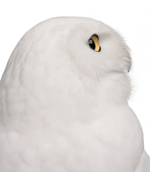 Primo piano di Male Snowy Owl, Bubo scandiacus, 8 anni, in fro — Foto Stock