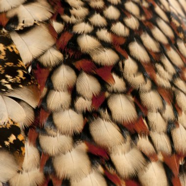 Cabot 'un Tragopan tüylerinin yakın çekimi, Tragopan Caboti