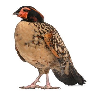 Cabot 'un Tragopan' ı, Tragopan Caboti, Beyaz Ba 'nın önünde duruyor.