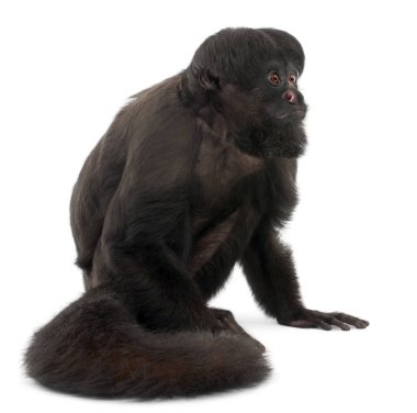 6 yaşındaki Kara Sakallı Saki (Chiropotes satanası), sakallı bir saki türüdür.