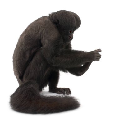 Siyah Sakallı Saki, Kayropotes Satanist, 6 yaşında, önünde