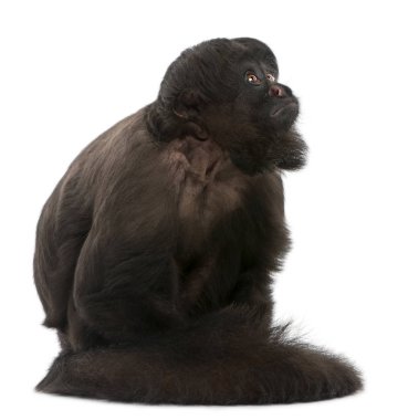 Siyah Sakallı Saki, Kayropotes Satanist, 6 yaşında, önünde