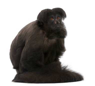 Siyah Sakallı Saki, Kayropotes Satanist, 6 yaşında, önünde