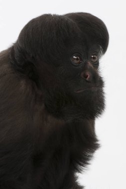 6 yaşındaki Kara Sakallı Saki (Chiropotes satanası), sakallı bir saki türüdür.