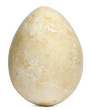 Egg of African Penguin, Spheniscus demersus, in front of white b clipart