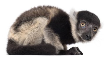 Genç siyah-beyaz yakut lemur, Varecia variegata subcincta,