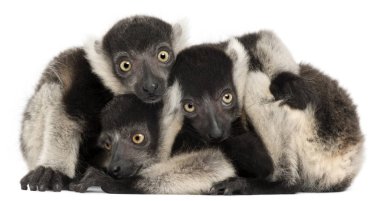 Genç siyah beyaz lemurlar, Varecia variegata subcincta