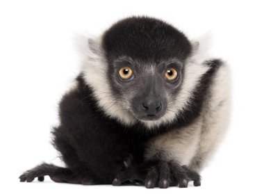 Genç siyah-beyaz yakut lemur, Varecia variegata subcincta,
