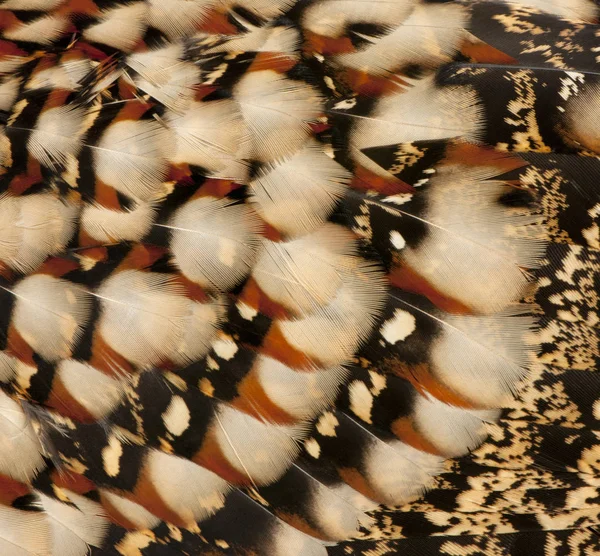 Close-up of Cabot's Tragopan feathers, Tragopan caboti — Stock Photo, Image