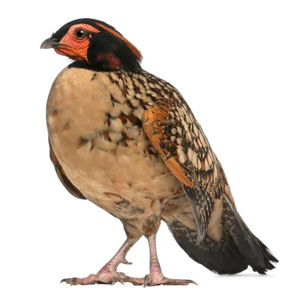 Cabot's Tragopan, Tragopan caboti, standing in front of white ba — Stock Photo, Image