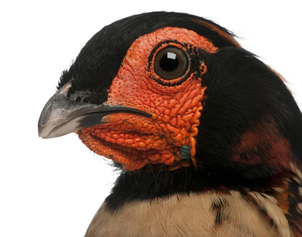 Close-up of Cabot's Tragopan, Tragopan caboti, in front of white — Stock Photo, Image