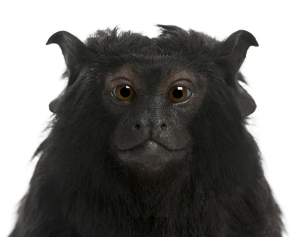 Red-handed Tamarin, Saguinus midas, 6 years old, in front of whi — Stock Photo, Image