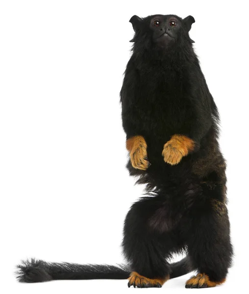 Red-handed Tamarin, Saguinus midas, 6 years old, in front of whi — Stock Photo, Image