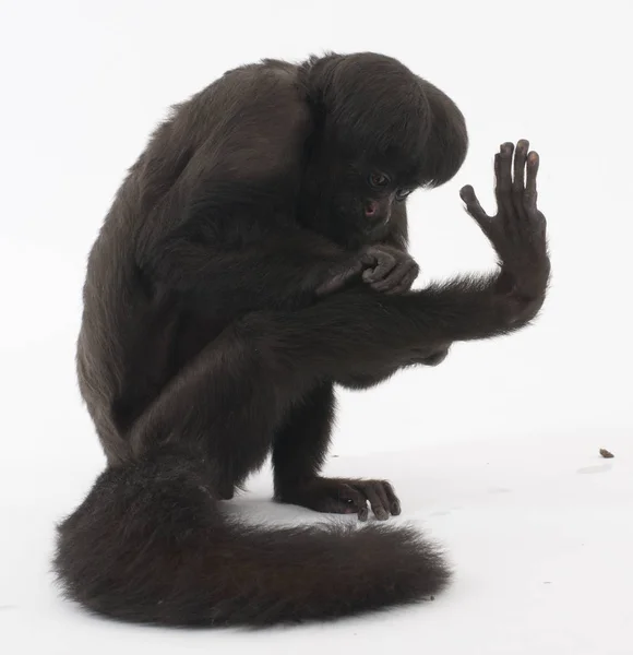 Лет Black Bearded Saki Chiropotes Satanas Вид Бородатого Саки — стоковое фото