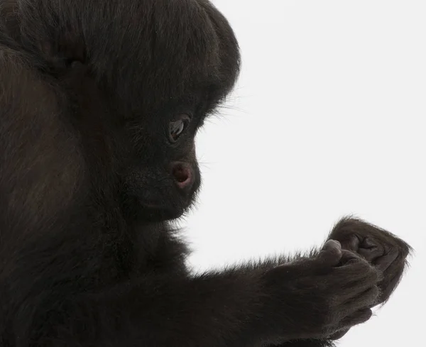 Saki Barbudo Negro Chiropotes Satanas Una Especie Saki Barbudo — Foto de Stock