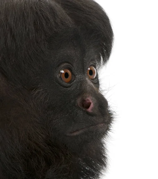 Close-up de Black Bearded Saki, Chiropotes satanas, 6 anos , — Fotografia de Stock