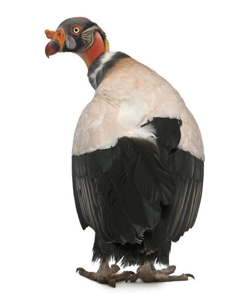 Vista trasera de King Vulture, Sarcoramphus papa, 10 años, stan —  Fotos de Stock