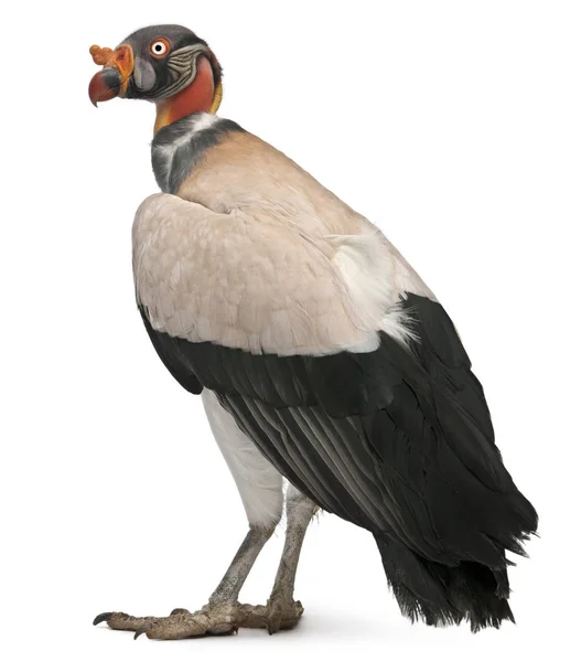 King Vulture, Sarcoramphus pappa, 10 år, framför vita — Stockfoto