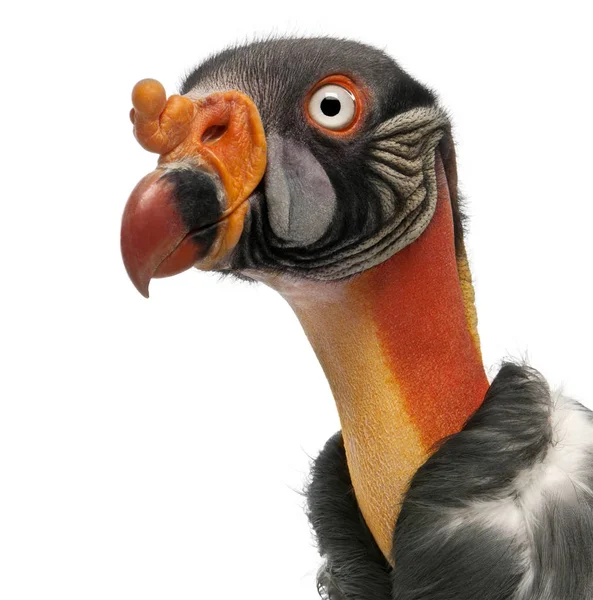 Close-up of King Vulture, Sarcoramphus papa, 10 years old, in fr — Stock Photo, Image