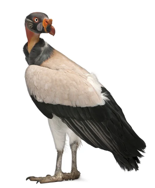 King Vulture, Sarcoramphus papa, 10 years old, in front of white — Stock Photo, Image