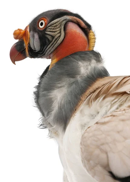 Primer plano del Rey Buitre, Sarcoramphus papa, 10 años, en fr — Foto de Stock